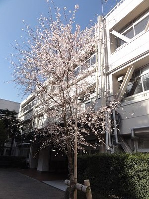 桜が咲きました。