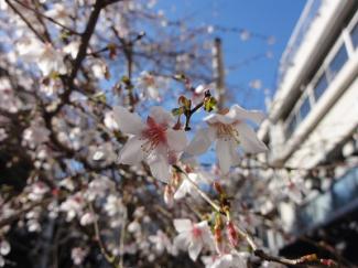 桜が咲きました。